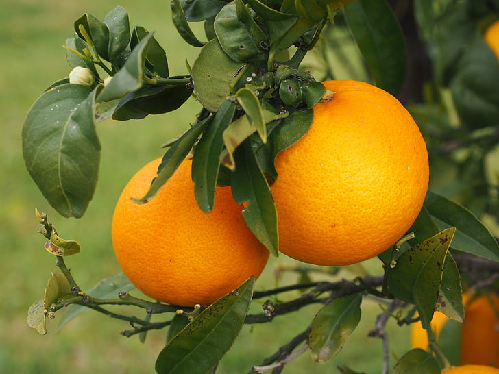 oranžová, ovoce, pomerančovníku, citrusové plody, strom, barvínek, citrusové
