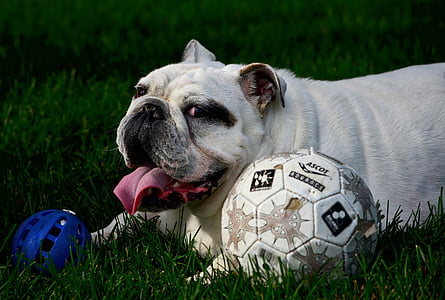 câine, bulldog englez, buldog, animale, limba, joc, mingea