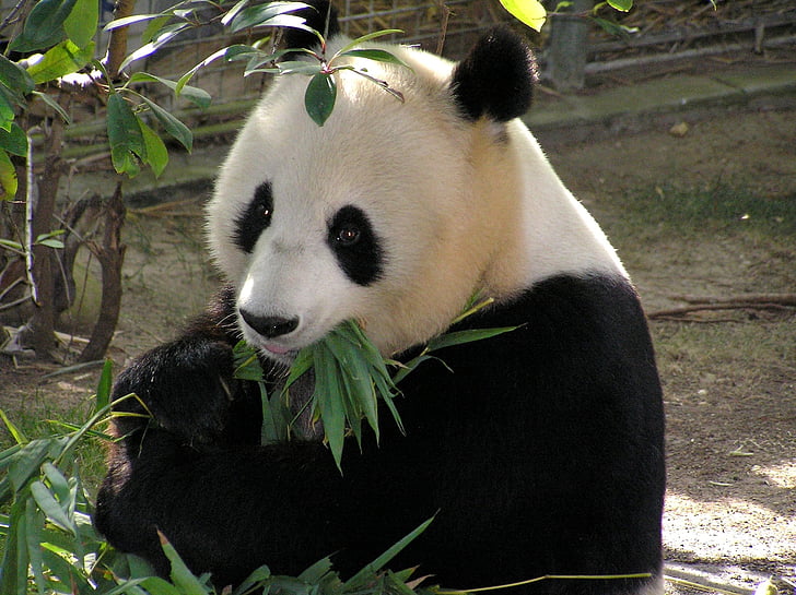 Panda, medvěd, bílá, černá, Zoo, volně žijící zvířata, Asie