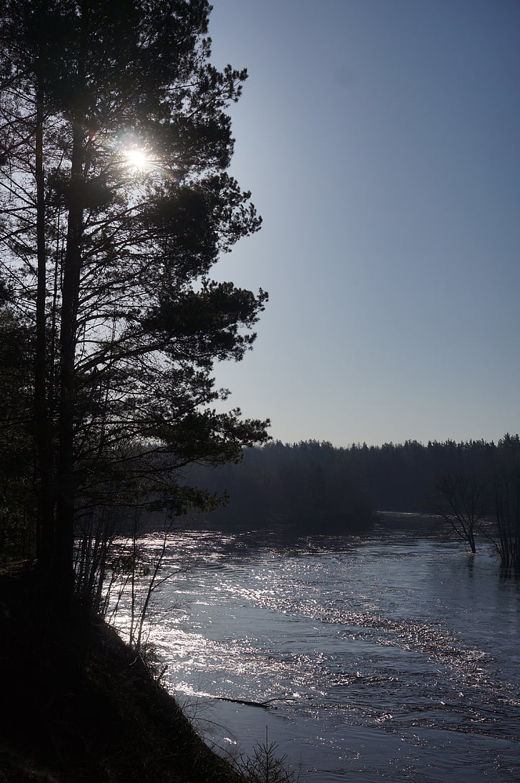 sun, river, water, nature, tree, landscape, forest
