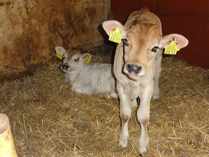 calf, stall, switzerland