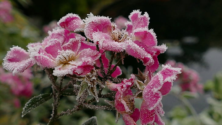 a crescut, rosenblüten congelate, Iced, bruma, natura, gheata, rece