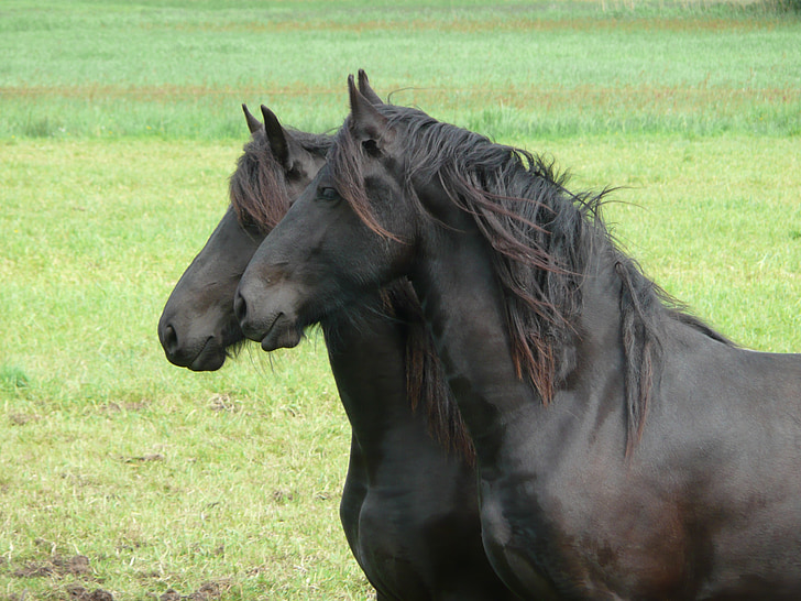 horse, friesian horse, together, pair, animal, farm, nature