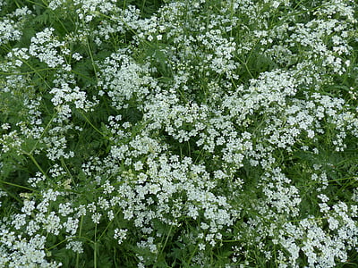sapi peterseli, Blossom, mekar, putih, padang rumput, liar temulum, anthriscus sylvestris