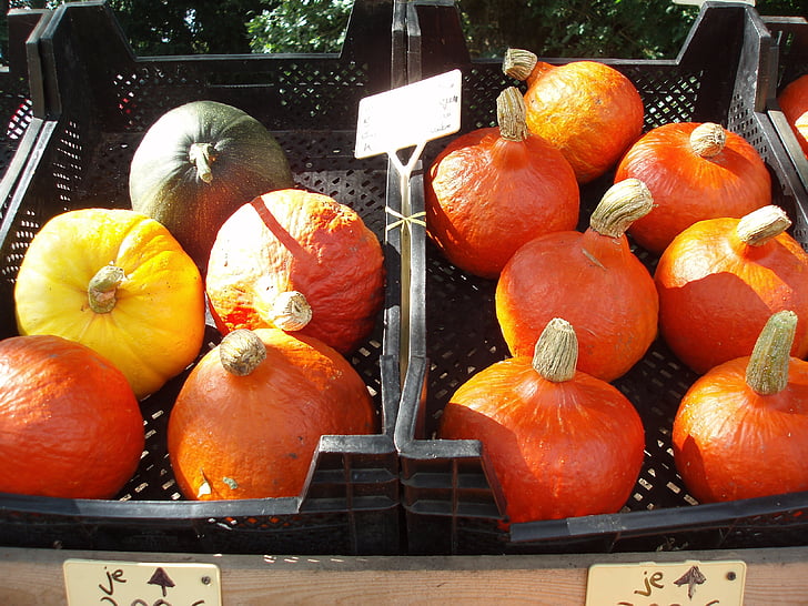autumn, gourd, golden autumn