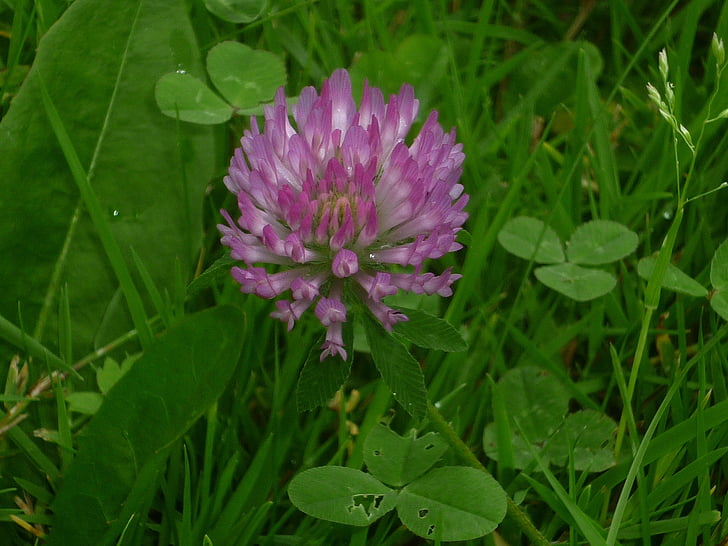 clover, plant, meadow, flower, nature, green