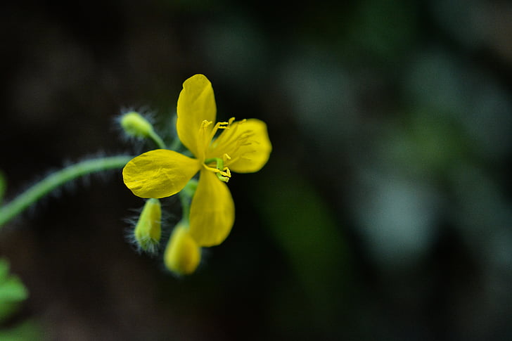 květ, žlutá, makro, Příroda, závod, zahrada, přírodní