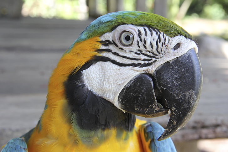 Ara, papegøje, Tropical, eksotiske, fjer, næb, Pet