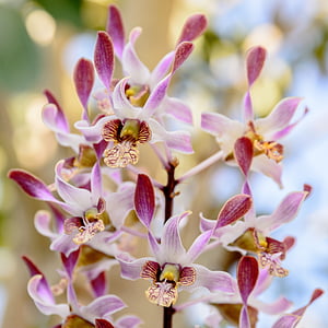 orhidee, floare, roz, tropicale, izolat, fundal, alb
