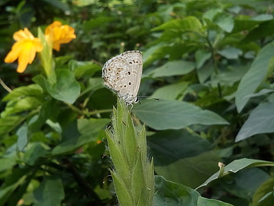 arbust, fulles de tardor, papallona, papallona blanca, verd, insectes, natura