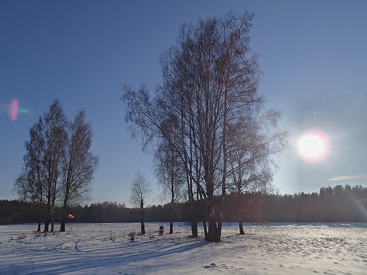 Słońce, zimowe, drzewa, krajobraz