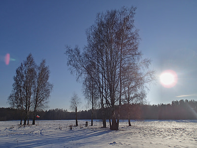 solen, vinter, träd, landskap