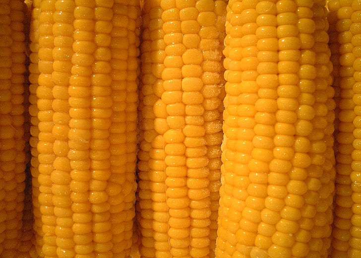 kukurica, kukuričný klas, zelenina