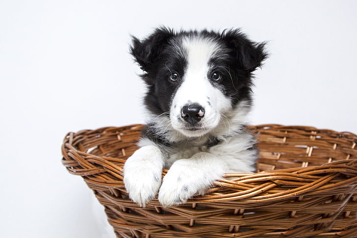puppy, dogs, collie, cute, pet, sweet, basket