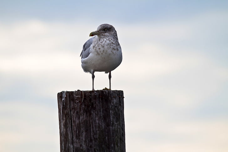 seagull, perched, bird, wildlife, nature, looking, seabird