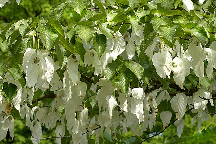 lommetørklæde træ, davidia involucrata, karakter træ, blomstrer i foråret