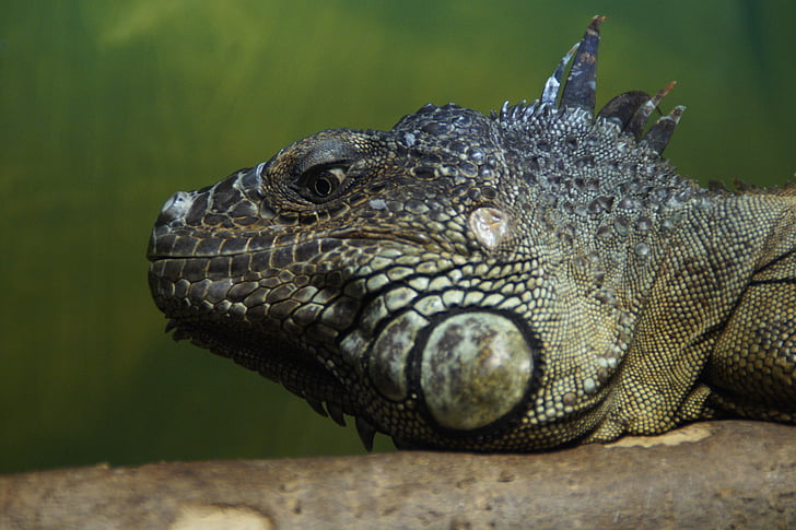 iguana, dragon, reptile, lizard, scaly, zoo, head