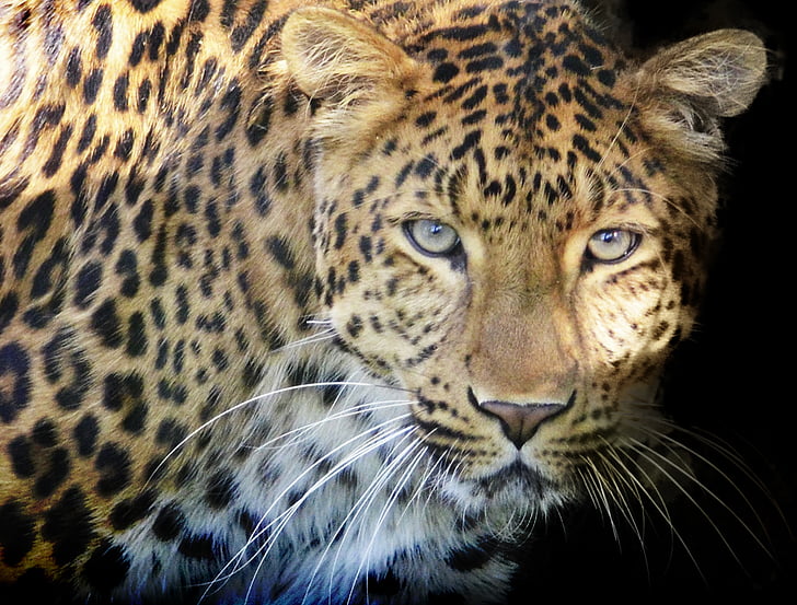 Leopard, Predator, oči, divje, madeže, blizu, divja mačka