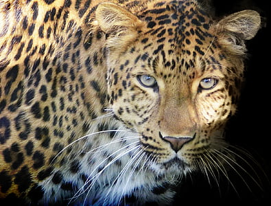 леопард, Хищникът, очите, диви, петна, затвори, дива котка