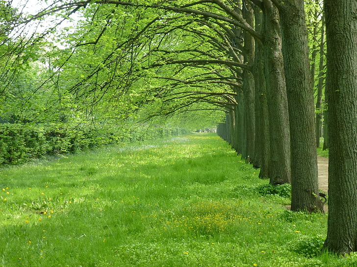 Celle, Avenue, stromy, jaro, květen, Příroda, zelená