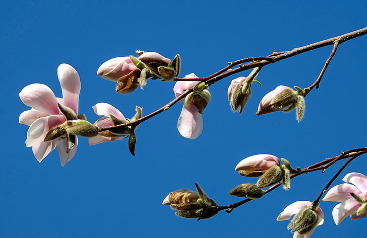 Magnolia, Magnolia blossom, blommor, Rosa, vit, prydnadsväxter, magnoliengewaechs