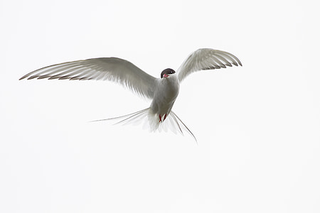 arctic tern, iceland, wild animals, birds