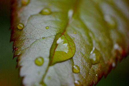 Rosenblatt, dež, kapljično, mokro, vode, kaplja dežja, kapljica vode