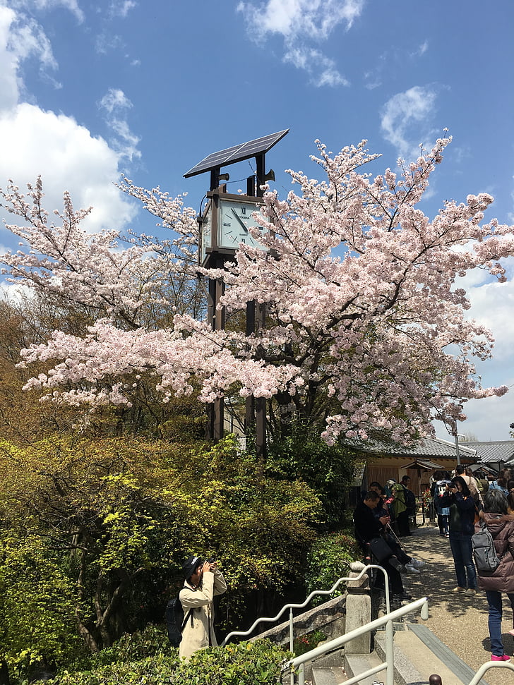 Kyoto, Kiyomizu, kiraz çiçeği