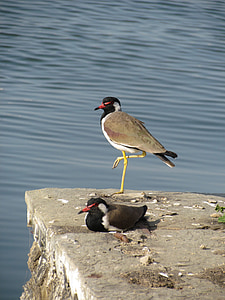madár, egyik lábát, tó, állandó, csőr, természet, víz