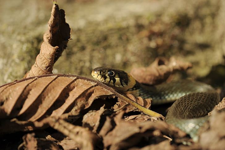 grass snake, natter, snake, non-hazardous, leaf, welkes sheet, nature