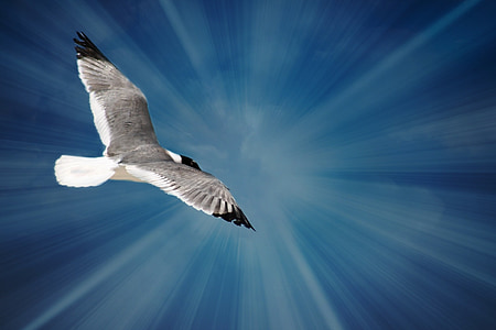 seagull, bird, ocean, sky, water, gull, blue