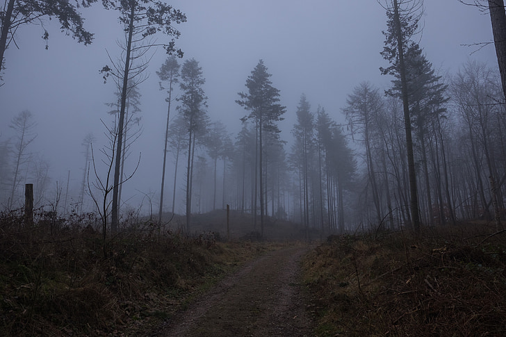 niebla, bosque, invierno