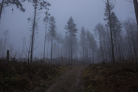 dimma, skogen, vinter