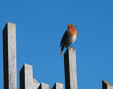 Robin, ocell, ocell cantador, l'hivern, a l'exterior, jardí, vida silvestre