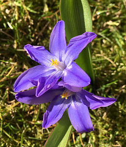 vårstjärna, Blume, Blau, blaue Blütenblätter, Scilla, Frühling, Frühlingsblume