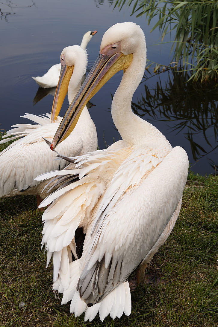 Pelican, burung, hewan, berbulu, bersayap, fauna, pelican putih besar