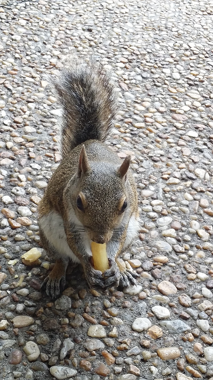 veverička, Príroda, jedlo, prispôsobenie