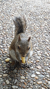 veverička, Príroda, jedlo, prispôsobenie