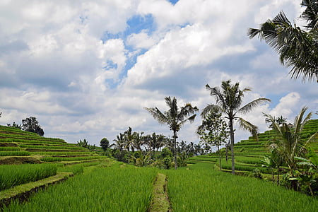 Bali, Indonesië, reizen, rijstterrassen, Panorama, landschap, landbouw