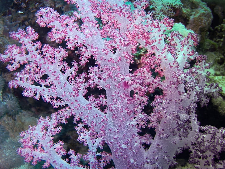 Egipat, Crveno more, pod vodom, mekan koraljni, boja, dubina, greben