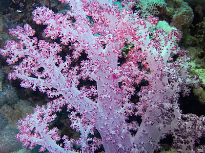 Egypt, Červené more, pod vodou, mäkkého coral, Farba, Hĺbka, Reef
