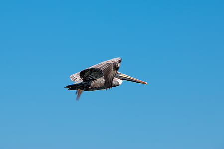 Pelikan, gökyüzü, doğa