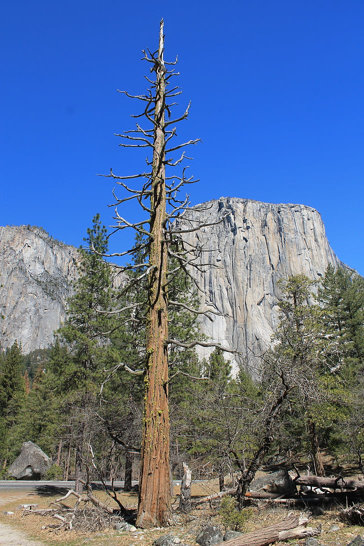 El capitan, Yosemite, cây, công viên, California, Quốc gia, cảnh quan