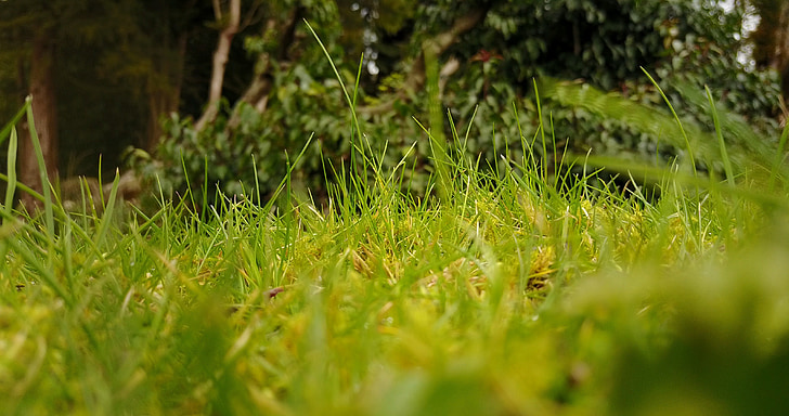 grass, green, leaves, green grass, outdoors, foliage, low
