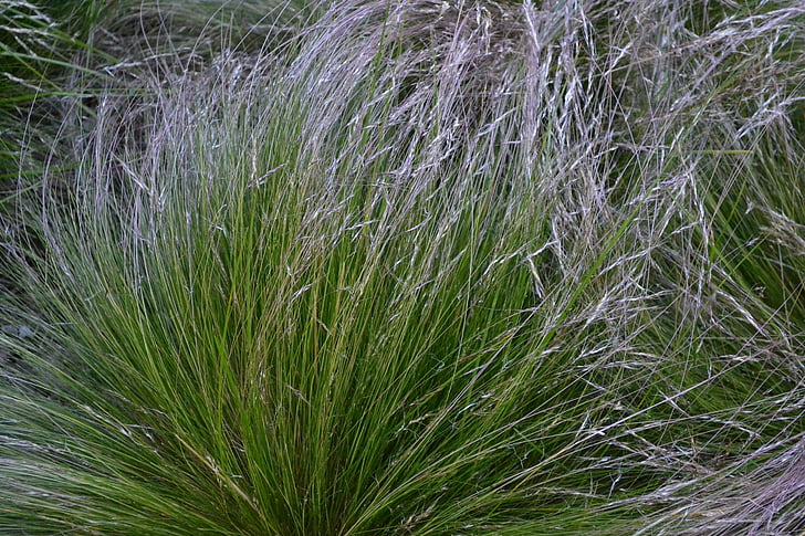 Stipa speciosa, Coirons, Grass