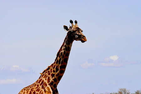 野生动物, 非洲, 坦桑尼亚, 哺乳动物, 野生动物园, 公园, 旅行