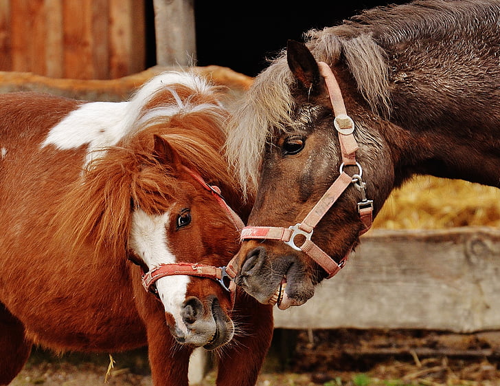 heste, pony, Animal rescue, klovbærende dyr, god aiderbichl, Sanctuary, dyrevelfærd