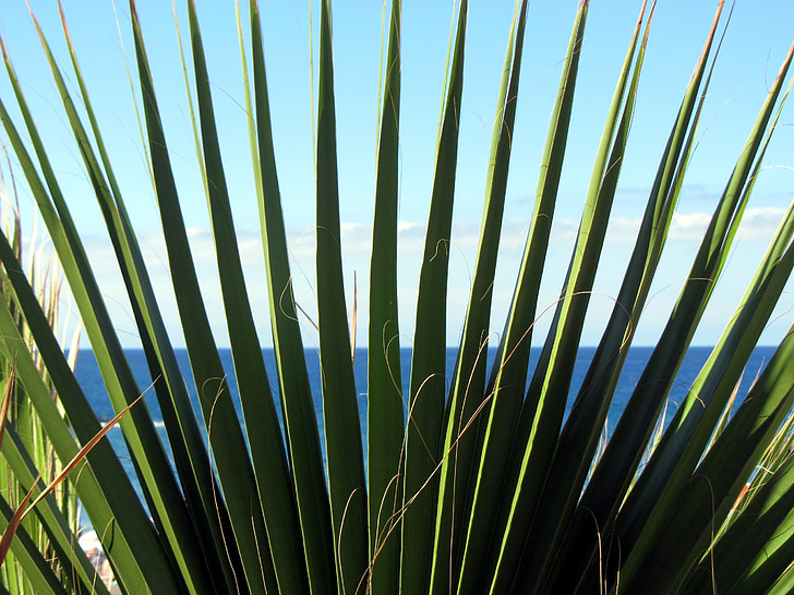 palm, james, prickly, pointed, green, nature, sea