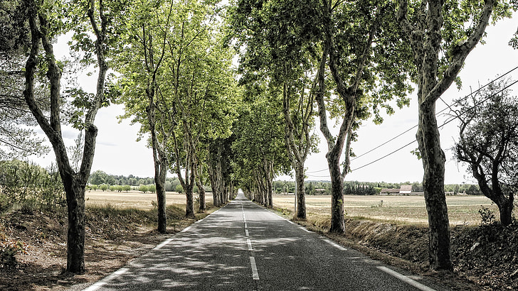 Avenue, stromy, pryč, strom, nálada, cesta, Francie