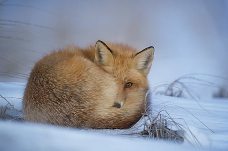 animal, blur, canine, cold, cute, daylight, fox
